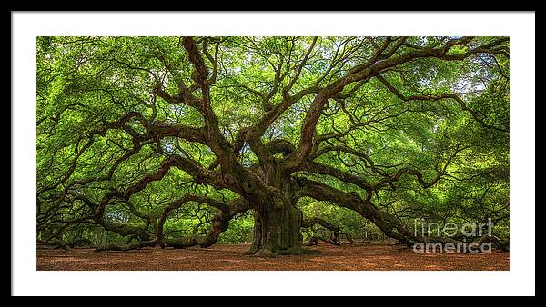 Mystical Angel Oak Tree Photograph by Louis Dallara - Fine Art America