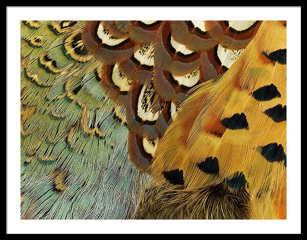 Detail Of Pheasant Feathers #1 Framed Print by Jeffrey Coolidge
