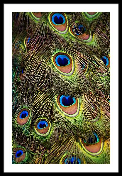 Peacock Feather Framed Art Prints