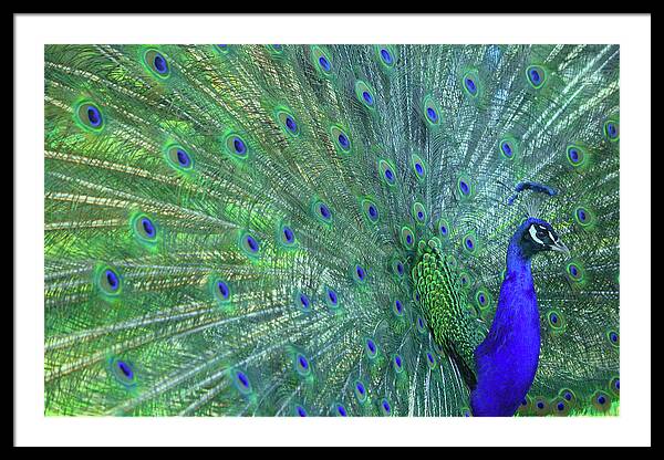 Peacock Feather Framed Art Prints