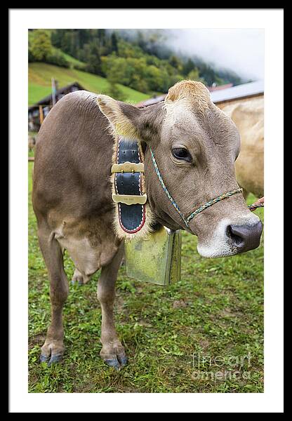 Rambunctious Swiss Cows With Cow Bells Art Print by Guy Midkiff