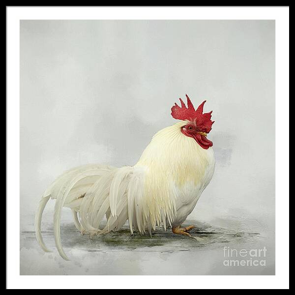 Chicken Breed Framed Art Prints for Sale - Fine Art America