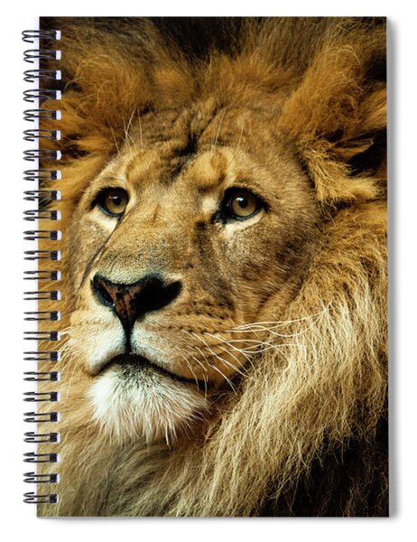 Southeastern Louisiana College Spiral Notebook w/Clear Coil Lions w/Lion 