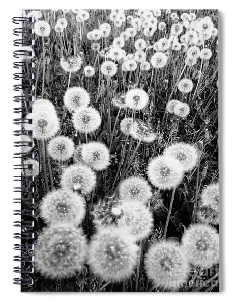  Bloom Where You Are Planted  Sketchbook: 8x10 120 Pages Black  And White dandelion flowers Sketchbook Journal Art Diary for Sketching  Doodling Cute Gift For Teen Adult Girl Women. (Sketchbook Vol_24)