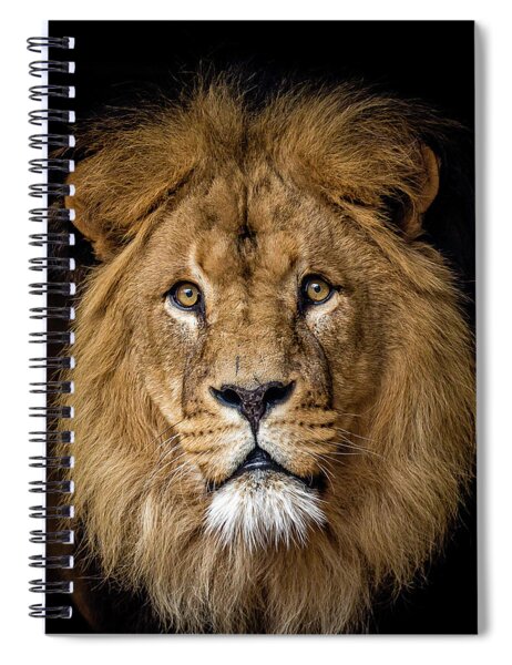 Southeastern Louisiana College Spiral Notebook w/Clear Coil Lions w/Lion 