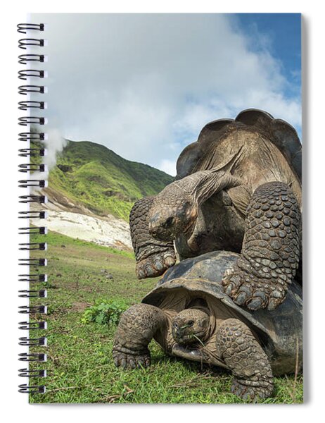 Volcan Alcedo Giant Tortoise #4 by Tui De Roy