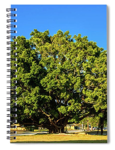 Photograph - Bodhi Tree by Louis Dallara