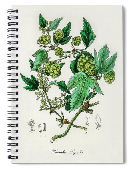 Croton Eleuteria - Cascarilla - Medical Botany - Vintage Botanical  Illustration - Plants and Herbs Digital Art by Studio Grafiikka - Pixels