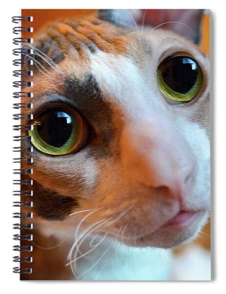 sneaky cat Spiral Notebook for Sale by lauragraves