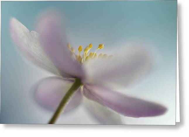 Flowers Against The Sky Greeting Cards