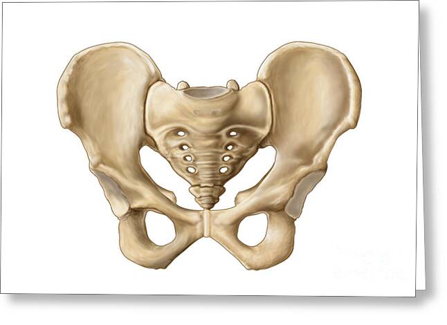 Anatomy Of Pelvic Bone / The Pelvis anatomy images. Pelvic Floor
