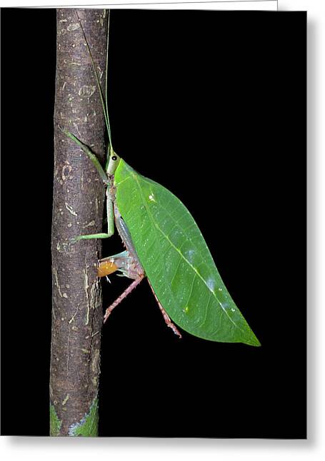 Thinking Of You Insect Greeting Card Rhinoceros Conehead Katydid Not Postcard 