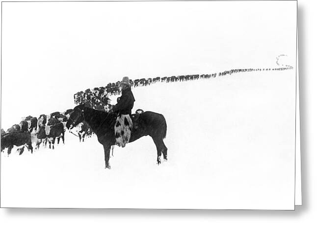 Cattle Drive Greeting Cards