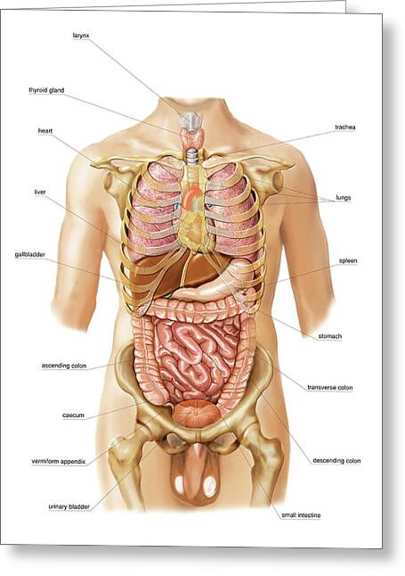 External Projection Of Internal Organs #2 Greeting Card