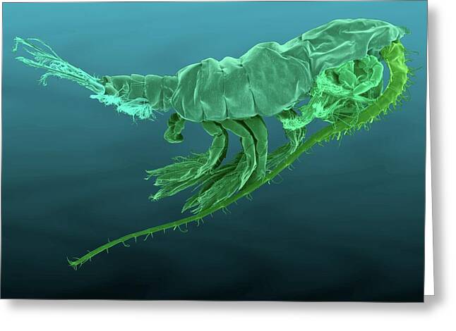 Zooplankton Greeting Cards