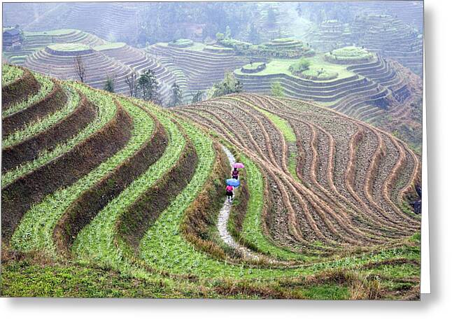 Rice Terrace Greeting Cards