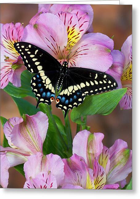 Papilio Polyxenes Greeting Cards