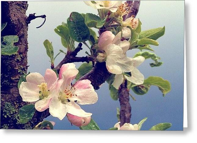 Apple Blossoms Greeting Cards