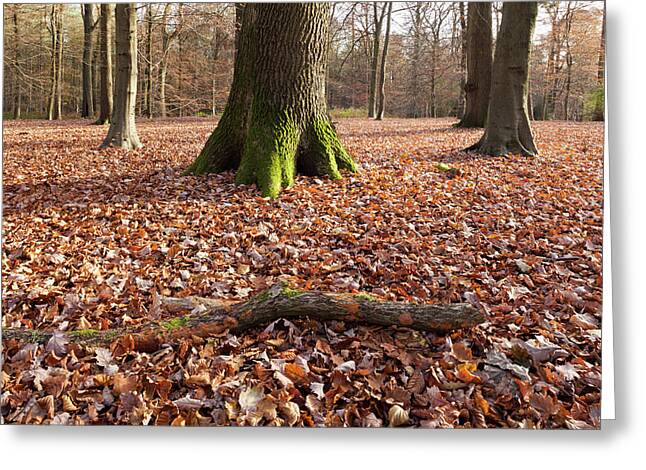 Autumn In The Royal Forest Of Dean At Greeting Card