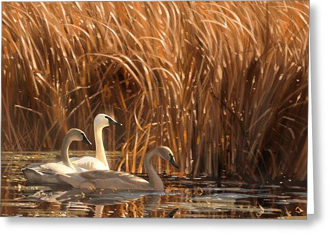 Trumpeter Swans Greeting Cards