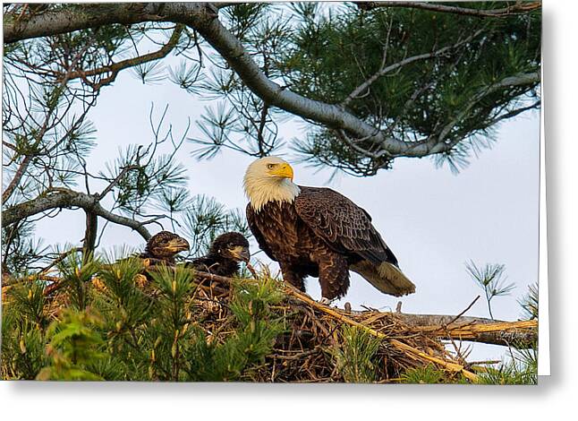 Eaglets Greeting Cards