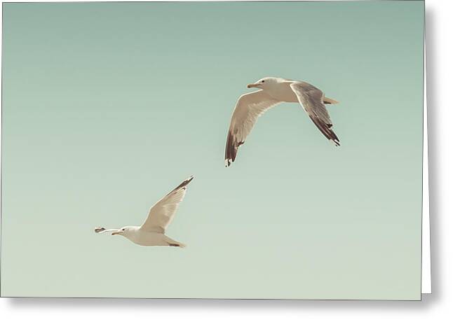 Flying Seagull Photos Greeting Cards