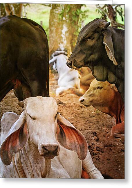 Brahman cattle Rinder auf der Weide Zebu Ansichtskarte in schwarz-weiß 