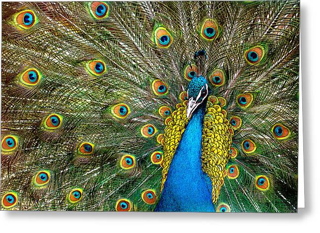 Peacock Feathers Greeting Cards