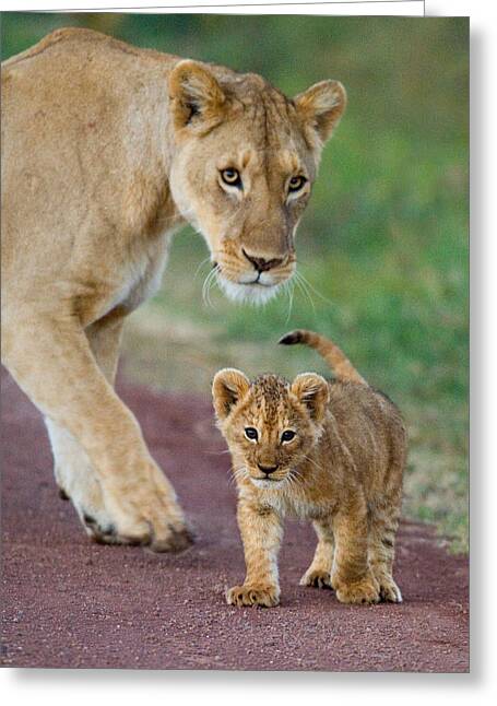 Lioness Photos Greeting Cards