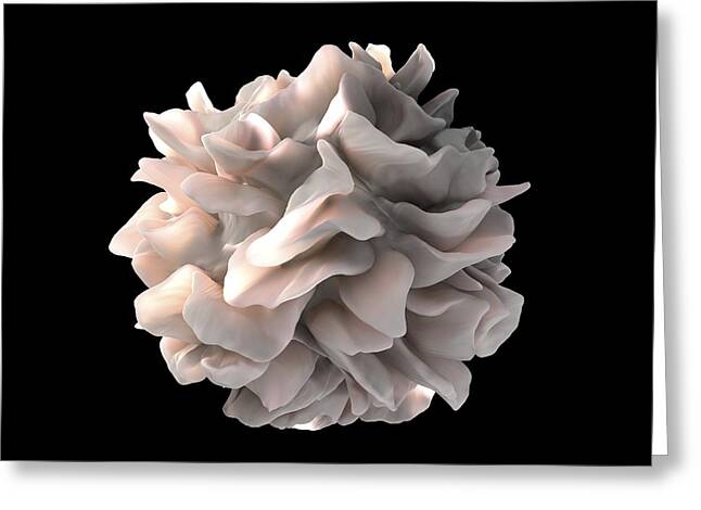 Dendritic Cell, Sem Greeting Card