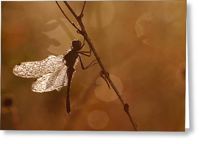 Meadowhawk Greeting Cards