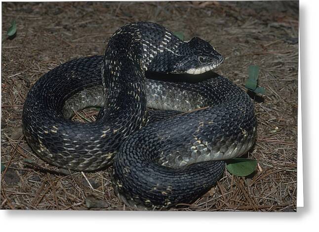 Eastern Hognose Snake Playing Dead iPhone 13 Case by John Mitchell