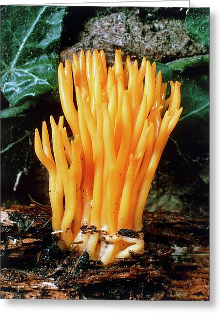 Club Fungi Greeting Cards Fine Art America