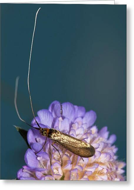 Designs Similar to Fairy Longhorn Moth On A Flower