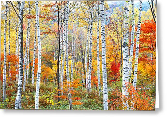 Scenic Woodlands Greeting Cards