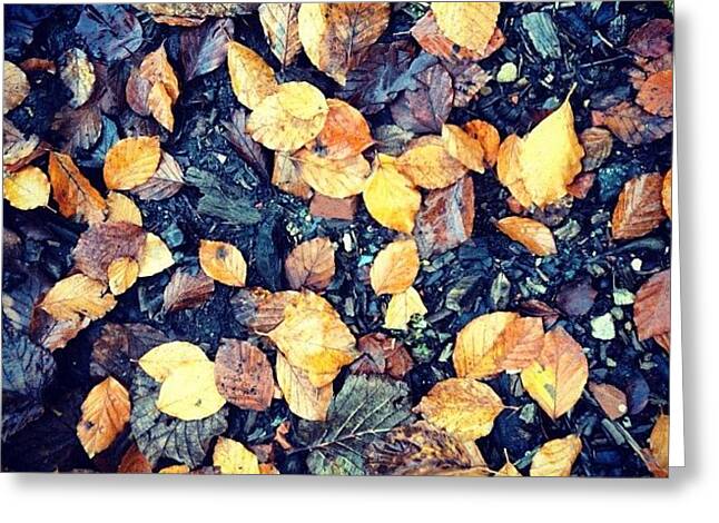 Fallen Leaves Greeting Cards