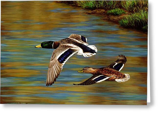 Wild Duck Greeting Cards