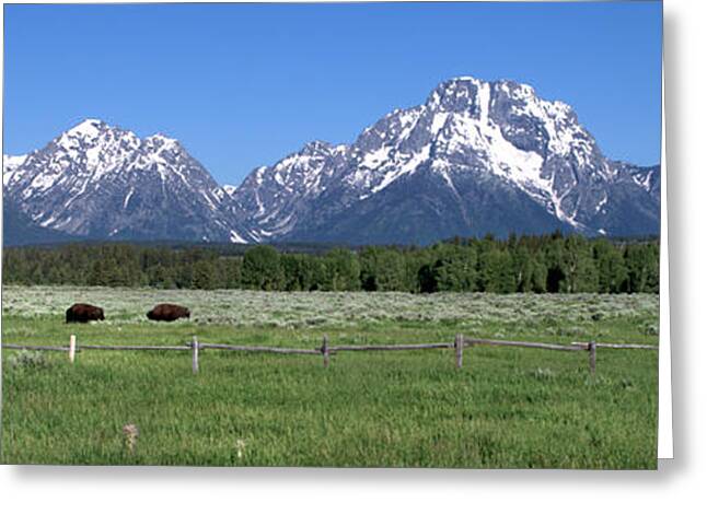 Buffalo Grazing At The Foot Of The Tetons Mountains Landscape In Grand Greeting Cards