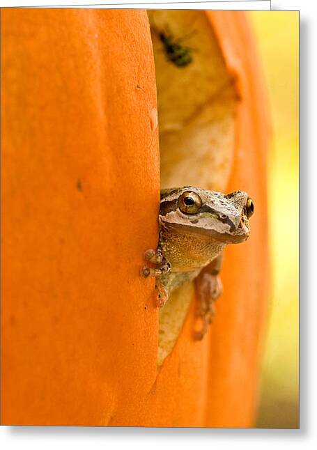 Pacific Treefrog Greeting Cards