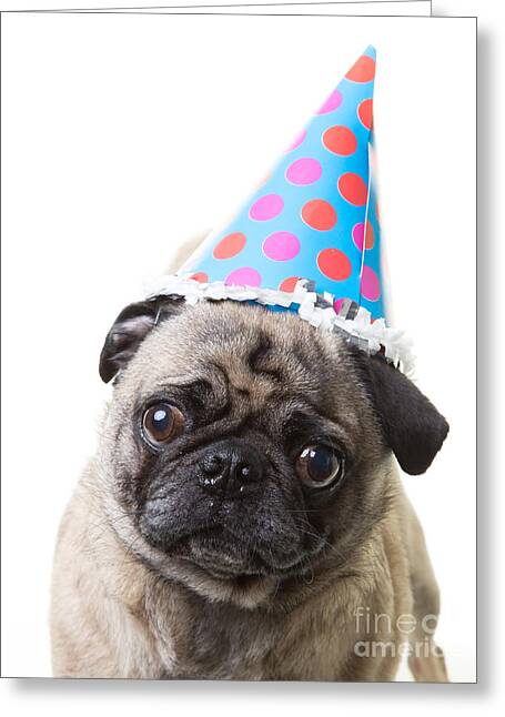 Pug Greeting Cards