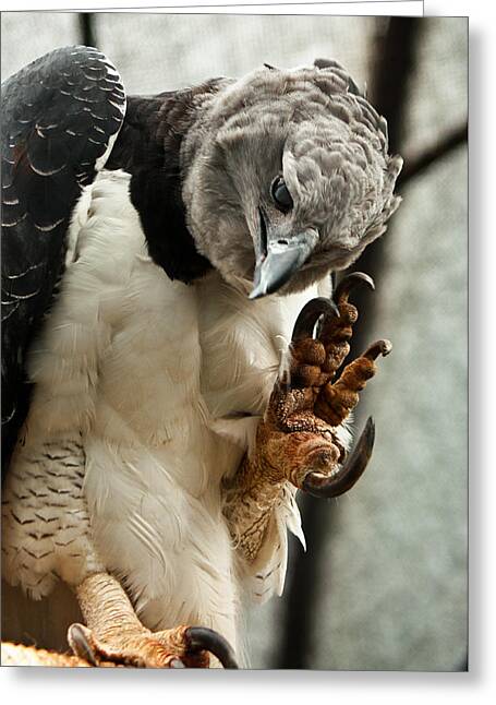 Harpy Eagle Greeting Cards for Sale - Fine Art America