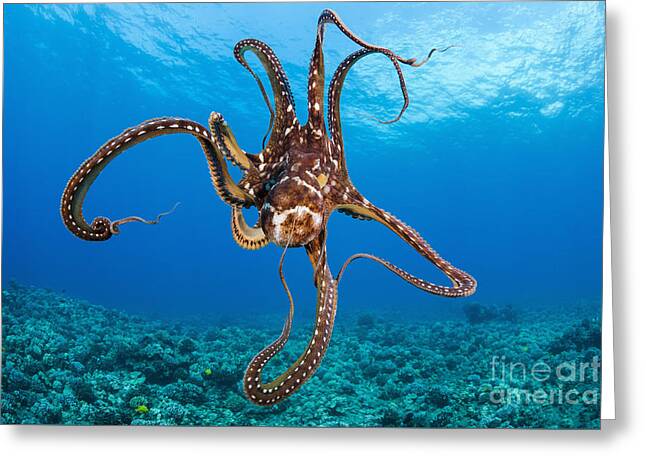 Octopus Cyanea Greeting Cards