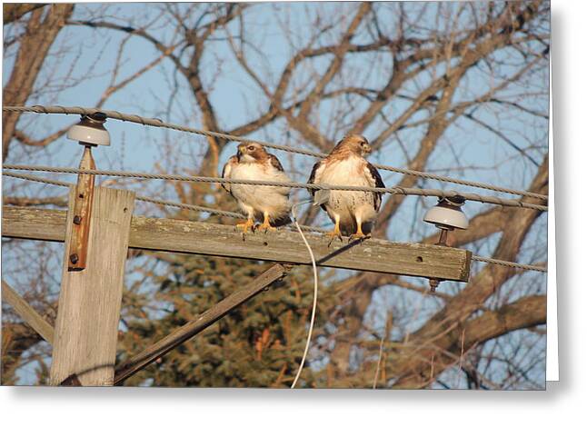 Two Hawks On A Telephone Pole Red Tail Greeting Cards