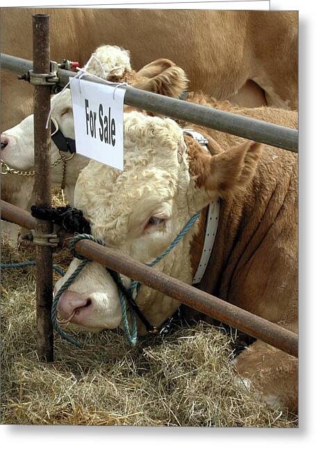 Polled Herefords Greeting Cards