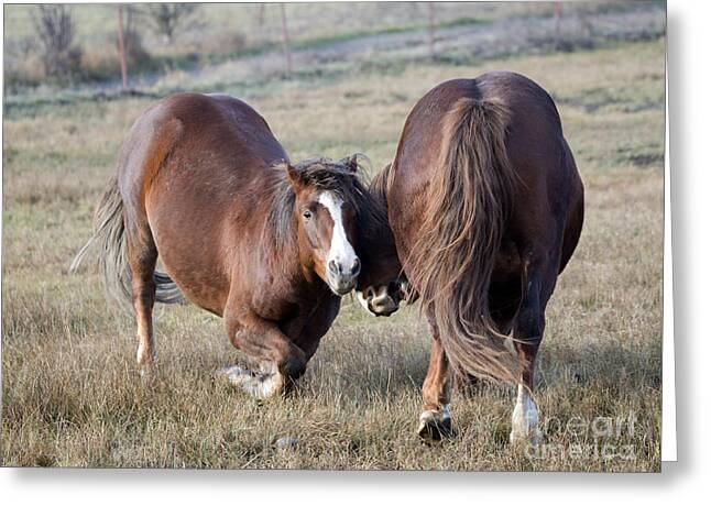 Horseplay Greeting Cards