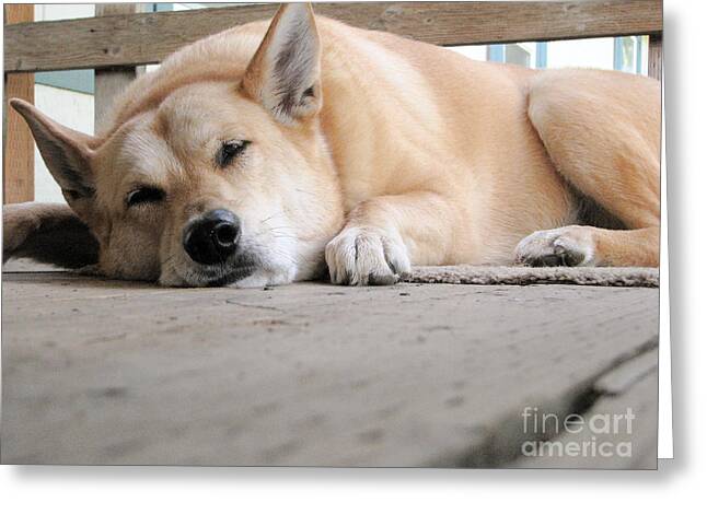 Dog Sleeping On The Porch Photos Greeting Cards