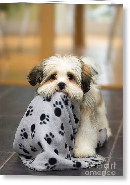 Designs Similar to Lhasa Apso puppy by Ruth Black