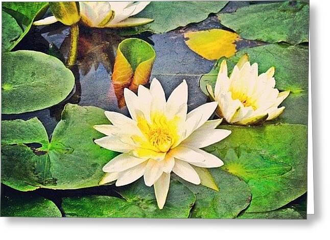 Lily Pad Greeting Cards