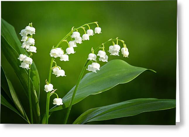 https://render.fineartamerica.com/images/rendered/medium/greeting-card/images-medium-5/lily-of-the-valley-grouping-carolyn-derstine.jpg?&targetx=0&targety=-25&imagewidth=700&imageheight=550&modelwidth=700&modelheight=500&backgroundcolor=132804&orientation=0