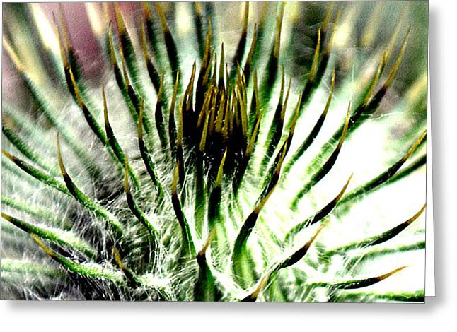 Thistle Greeting Cards